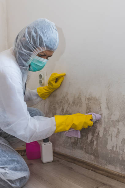 Best Environmental Consulting for Mold Prevention  in USA